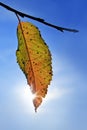 A bright yellow leaf on tree in the rays of the sun on an autumn day. Royalty Free Stock Photo