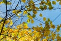 bright yellow leaves against the blue sky, autumn natural leaf fall in october