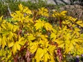 Bright yellow leaves of the bleeding heart plant cultivar Dicentra spectabilis `Gold Hearts`. Gold leaves and peach-colored