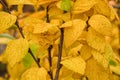 Bright, yellow leaves cherry Prunus tomentosa on the branches. Autumn Background. Leaves closeup.