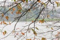 Bright yellow leaves of freshwater mangrove and Tortoise Tower at Hoan Kiem Lake, Hanoi