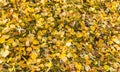 Bright yellow leaves on a green grass in autumn, autumn landscape, colorful autumn leaves lying on the grass background texture, Royalty Free Stock Photo