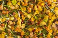 Bright yellow leaves on a green grass in autumn, autumn landscape, colorful autumn leaves lying on the grass background texture, Royalty Free Stock Photo