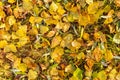 Bright yellow leaves on a green grass in autumn, autumn landscape, colorful autumn leaves lying on the grass background texture, Royalty Free Stock Photo