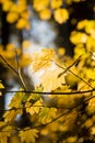 Bright yellow leaves illuminated by sunlight Royalty Free Stock Photo