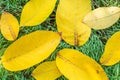 Bright yellow leaves lie on the green grass. Natural autumn background Royalty Free Stock Photo