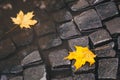 Bright yellow leaves in puddle on ground