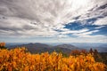 Bright Yellow Leaves On Ridge Below Textured Clouds Royalty Free Stock Photo