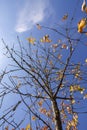 Bright yellow leaves on tree branches on blue sky background in autumn forest Royalty Free Stock Photo