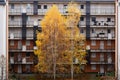 Bright yellow leaves on white birch trees. open corridors of condominium