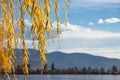 Bright yellow leaves on a willow tree background