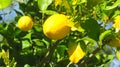 Bright Yellow Lemons on a Tree