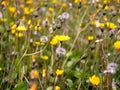 Leontodon saxatilis wildflower on green lawn