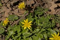 Bright yellow lesser celandine flowers in a spring forest Royalty Free Stock Photo