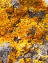 Bright yellow lichen on grey stone Royalty Free Stock Photo