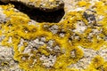 Bright yellow Lichen growing on scanty stony soil. Red center in the Australian desert, outback in Northern Territory, Australia Royalty Free Stock Photo