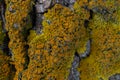 A bright yellow lichen has grown on the bark of the tree. Composite organism living on the bark of trees Royalty Free Stock Photo