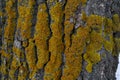 A bright yellow lichen has grown on the bark of the tree. Composite organism living on the bark of trees Royalty Free Stock Photo
