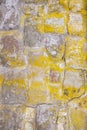 Bright yellow lichen of the type Chrysothrix chlorina on a stone wall. Royalty Free Stock Photo