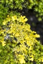 Bright yellow lichen Xanthoria parietina and green moss on a tree bark Royalty Free Stock Photo