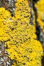 Bright yellow lichen Xanthoria parietina on a tree bark Royalty Free Stock Photo