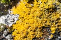 Bright yellow lichen Xanthoria parietina on a tree bark Royalty Free Stock Photo