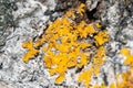 Bright yellow lichen Xanthoria parietina on a tree bark Royalty Free Stock Photo