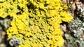 Bright yellow lichen Xanthoria parietina on a tree bark, close-up Royalty Free Stock Photo