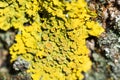 Bright yellow lichen Xanthoria parietina on a tree bark Royalty Free Stock Photo