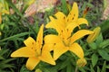 Bright Yellow Lilies Surrounded by Greenery