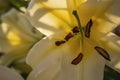 bright yellow lily closeup Royalty Free Stock Photo