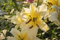 bright yellow lily closeup Royalty Free Stock Photo