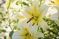 bright yellow lily closeup Royalty Free Stock Photo