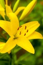 Bright yellow lily on a green branch Royalty Free Stock Photo