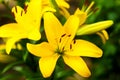 Bright yellow lily on a green branch Royalty Free Stock Photo