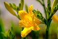 Bright yellow lily with green leafs and buds, close up view Royalty Free Stock Photo