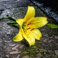 Bright yellow lily with its brilliant green leave