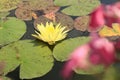 Bright yellow lily in the water. Flowering water lily in a small pond Royalty Free Stock Photo