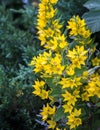 Bright yellow many stalk flowers