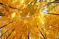 Bright yellow maple crown tops in autumn Royalty Free Stock Photo