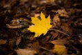 A bright yellow maple leaf lays above brown Fall colored leaves on the ground on a dreary rainy Autumn day. Royalty Free Stock Photo