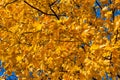 Bright yellow maple leaves against the blue sky on a sunny autumn day. Autumn background Royalty Free Stock Photo