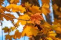 Bright yellow maple leaves against the blue sky on a sunny autumn day. Autumn background Royalty Free Stock Photo