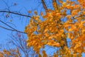 Bright yellow maple leaves against the blue sky on a sunny autumn day. Autumn background Royalty Free Stock Photo