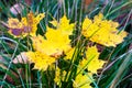 Bright yellow maple leaves in green grass. Autumn. Soft focus, defocused