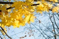 Bright yellow maple leaves  in the sunlight, against the blue sky Royalty Free Stock Photo