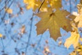 Bright yellow maple leaves  in the sunlight, against the blue sky Royalty Free Stock Photo