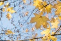 Bright yellow maple leaves  in the sunlight, against the blue sky Royalty Free Stock Photo