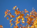 Bright yellow maple leaves (Tatar maple)