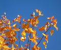 Bright yellow maple leaves (Tatar maple) against the blue sky